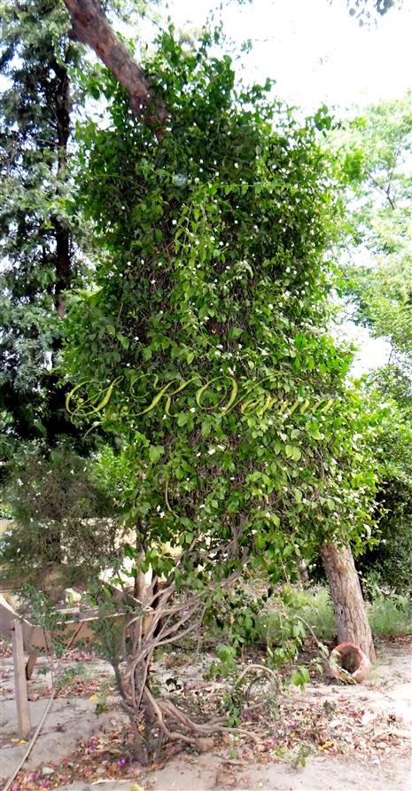  Plant